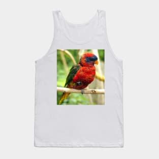 Rainbow Colored Lorikeet Bird posting in a Tree Tank Top